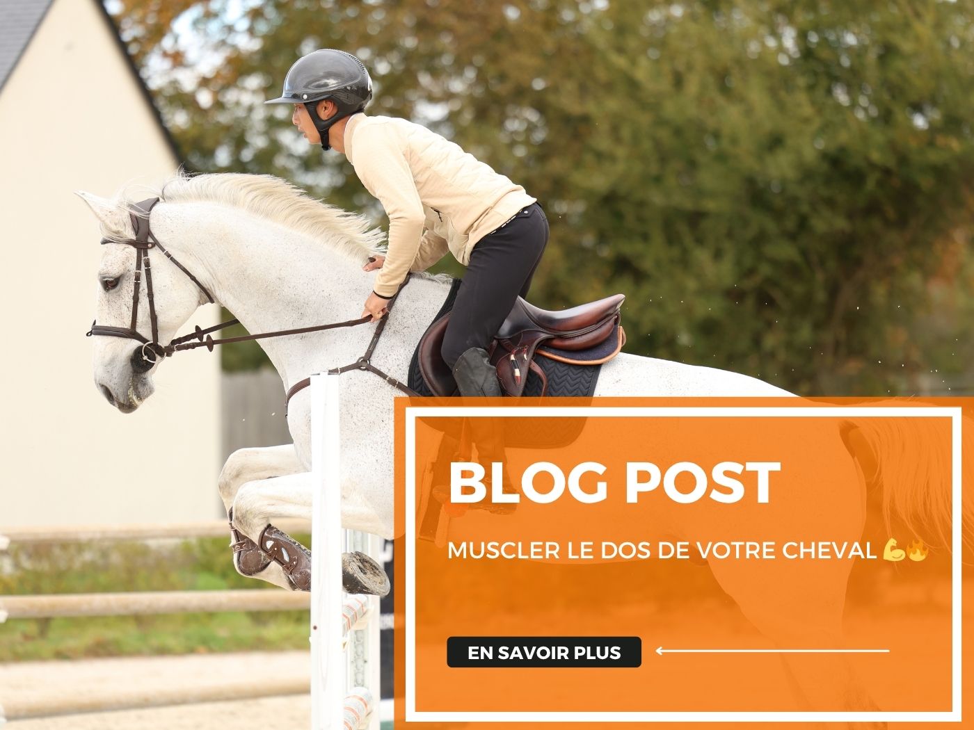 Muscler le dos de votre cheval 💪🔥