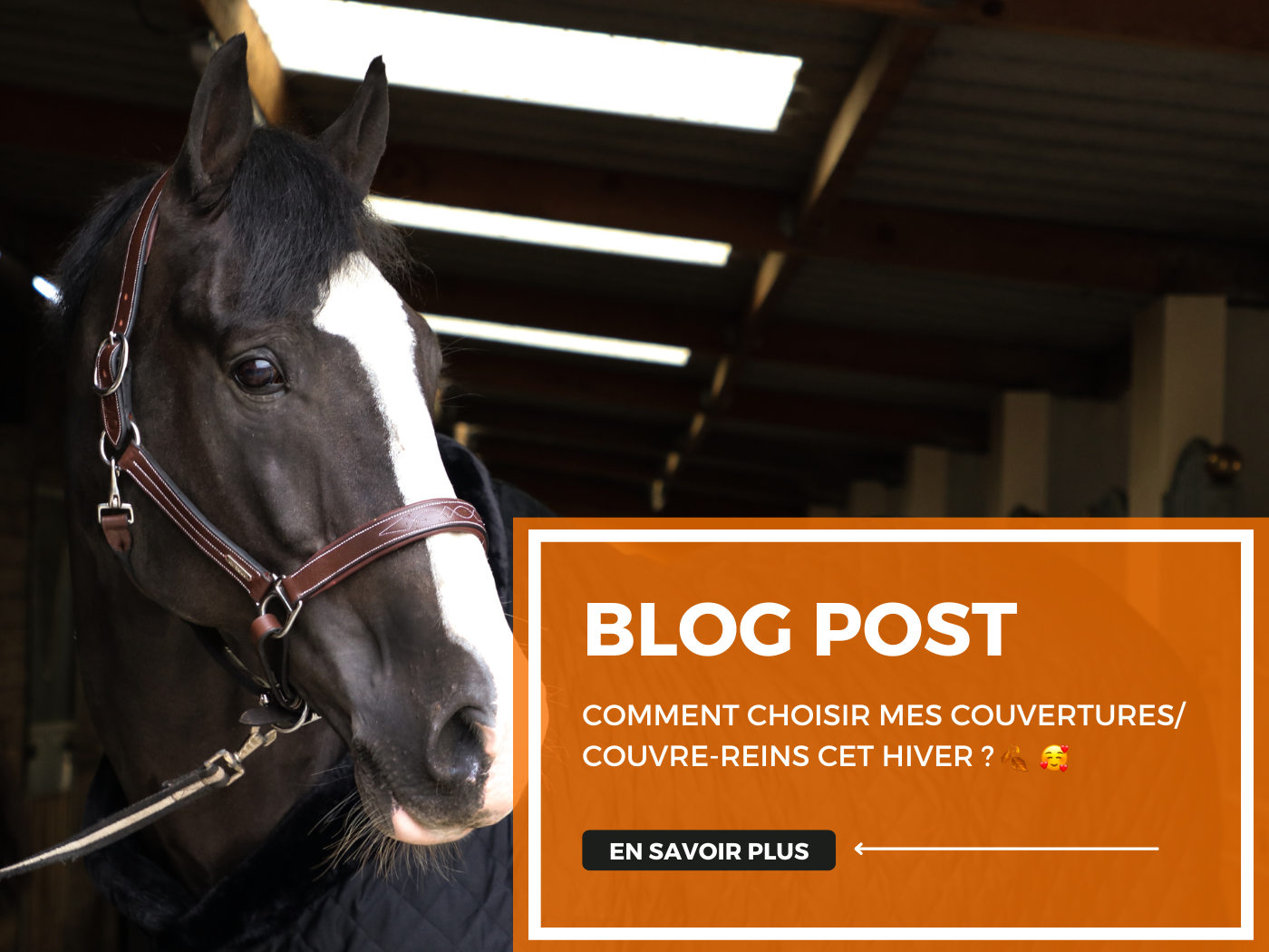 Quelle taille de couverture cheval choisir ? - Bijou Cheval