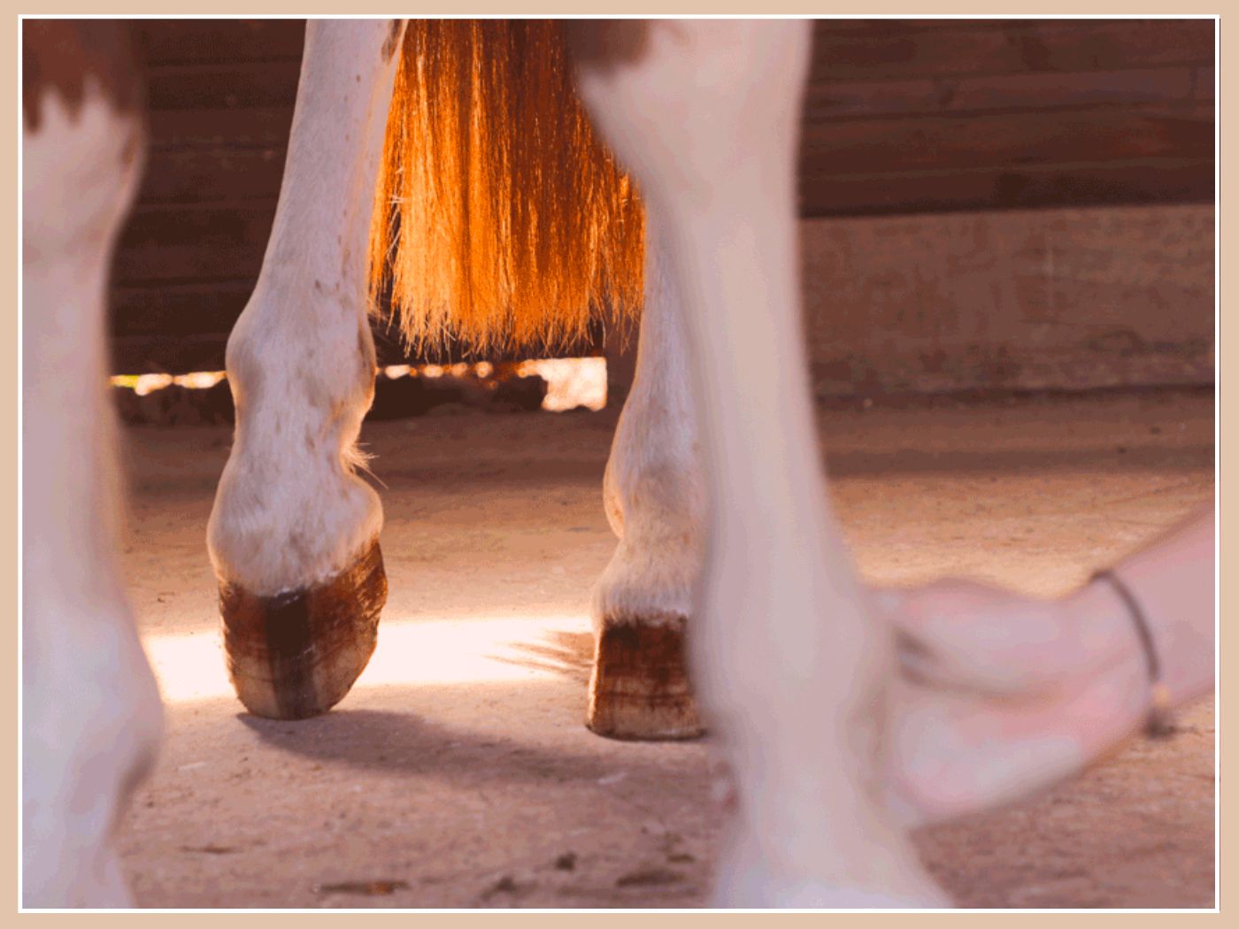 Que mettre dans la trousse de pharmacie de son cheval ? 🐴 👩🏽⚕️