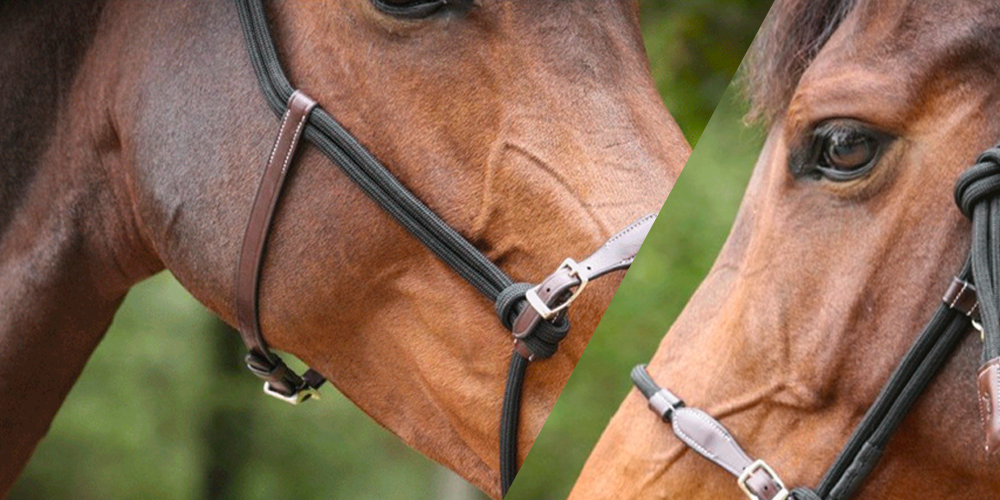 Huile de lin pour cheval Rekor - Digestion - Compléments - Cheval au repos
