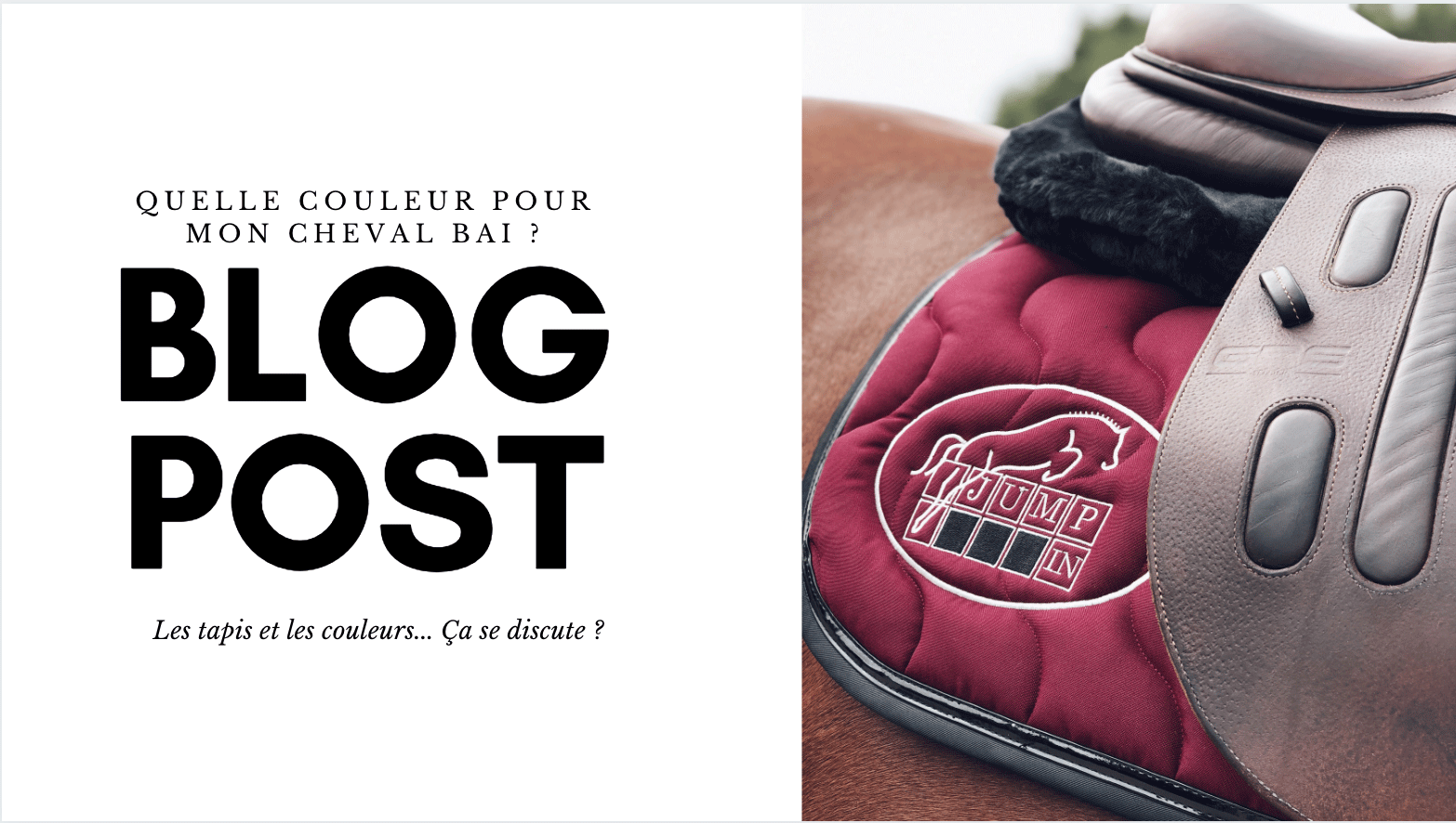 Couleur equipement cheval sales bai