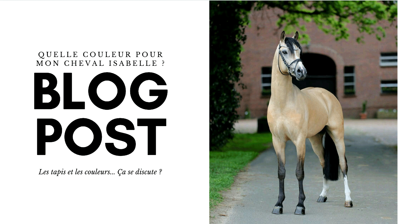 Cheval sales de couleur