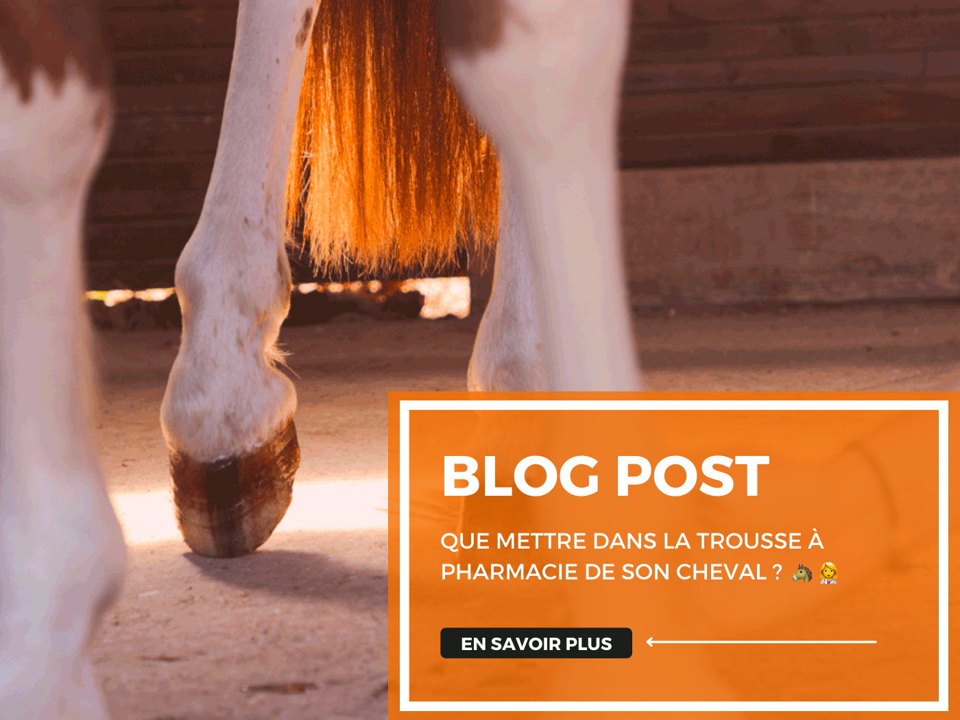 Que mettre dans la trousse de pharmacie de son cheval ? 🐴 👩🏽⚕️
