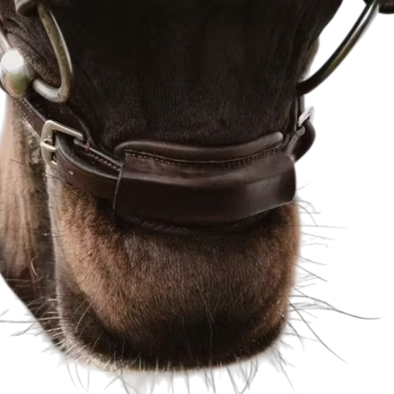 Dyon - Attache de muserolle 1/2 New English Collection marron