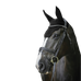 Paddock Sports - Bonnet pro coton noir | - Ohlala