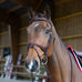 Jump'In - Hoofdstel gecombineerde neusriem Evolution hazelnoot | - Ohlala