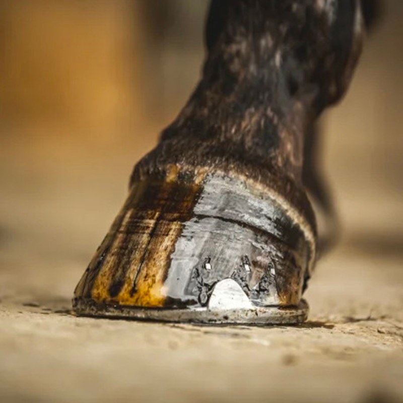 Carr & Day & Martin - Huile pour sabots à l'arbre de thé | - Ohlala