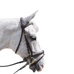 Canter - Bridon Euro pull back met bruine teugels | - Ohlala