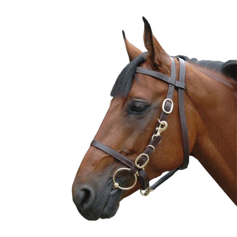 Canter - Bridon halster breed paard bruin | - Ohlala