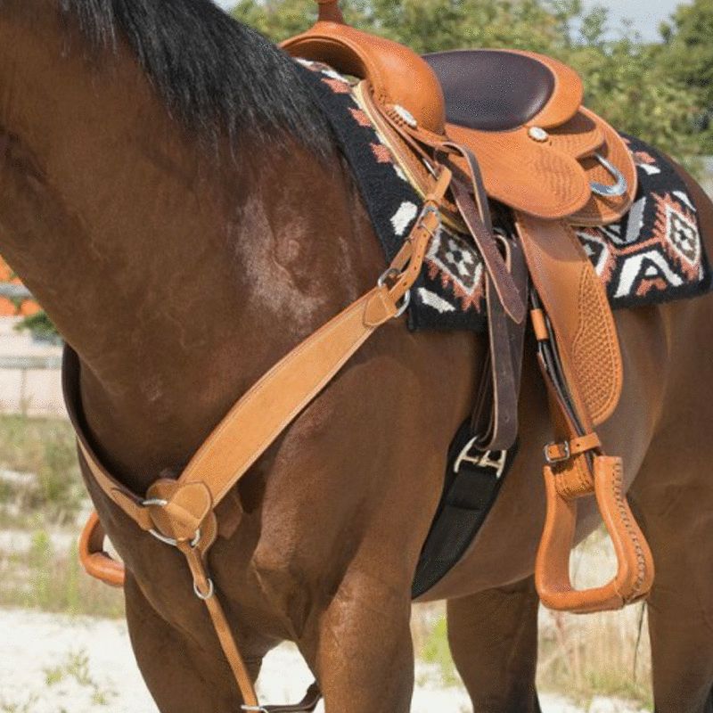 Le collier OU Le harnais ? - Paddock Animal