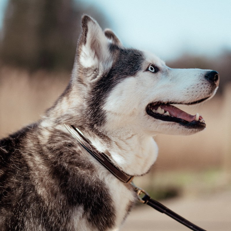 Dyon - Collier pour chien Fancy brun | - Ohlala