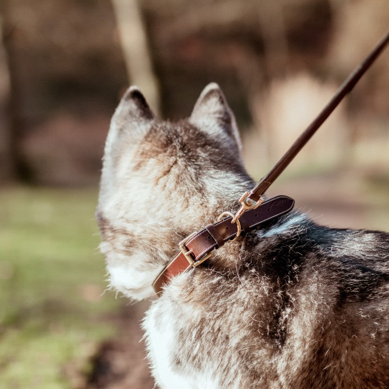 Dyon - Collier pour chien cuir Plat brun | - Ohlala