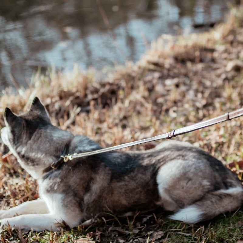 Dyon - Laisse pour chien Ajustable marron | - Ohlala