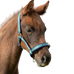 Bucas - Licol foal Dublin striped/ marine