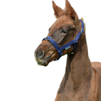 Bucas - Licol foal Dublin marine/ marine