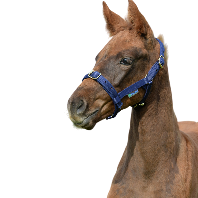 Bucas - Licol foal Dublin marine/ marine