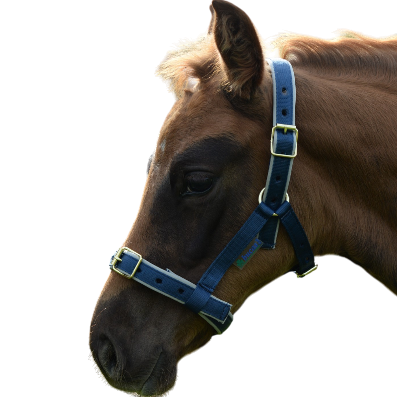 Bucas - Licol foal Dublin marine/ silver