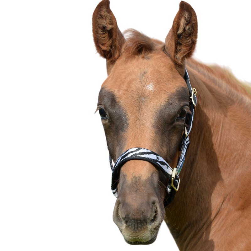 Bucas - Licol foal Dublin zebra/ noir