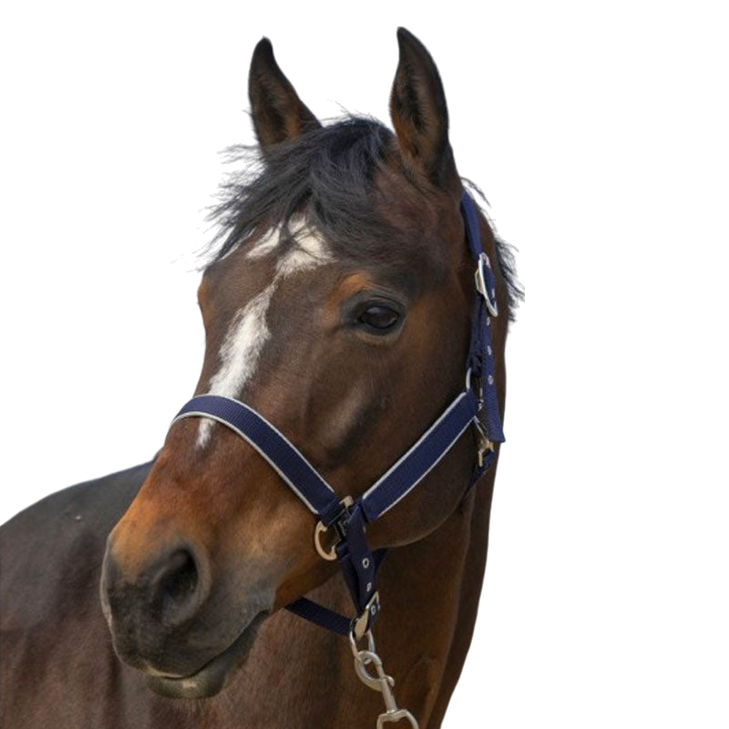 Equithème - Licol nylon Light marine | - Ohlala