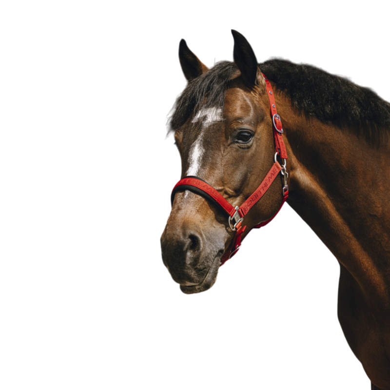 Equithème - Licol Nylon Jacquard rouge