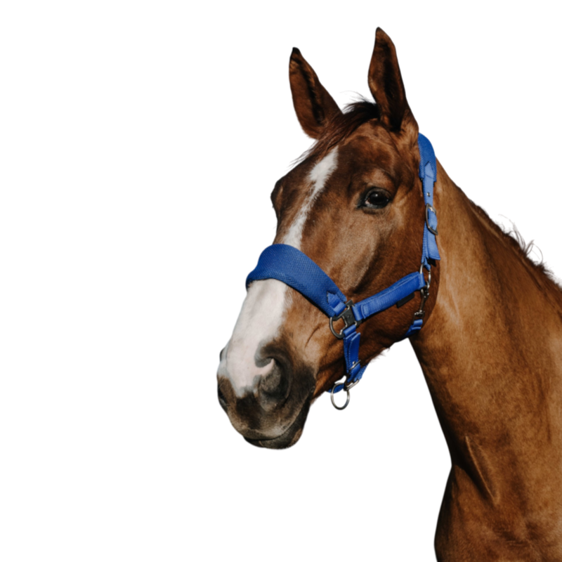 Equithème - Licol Breeze bleu roi