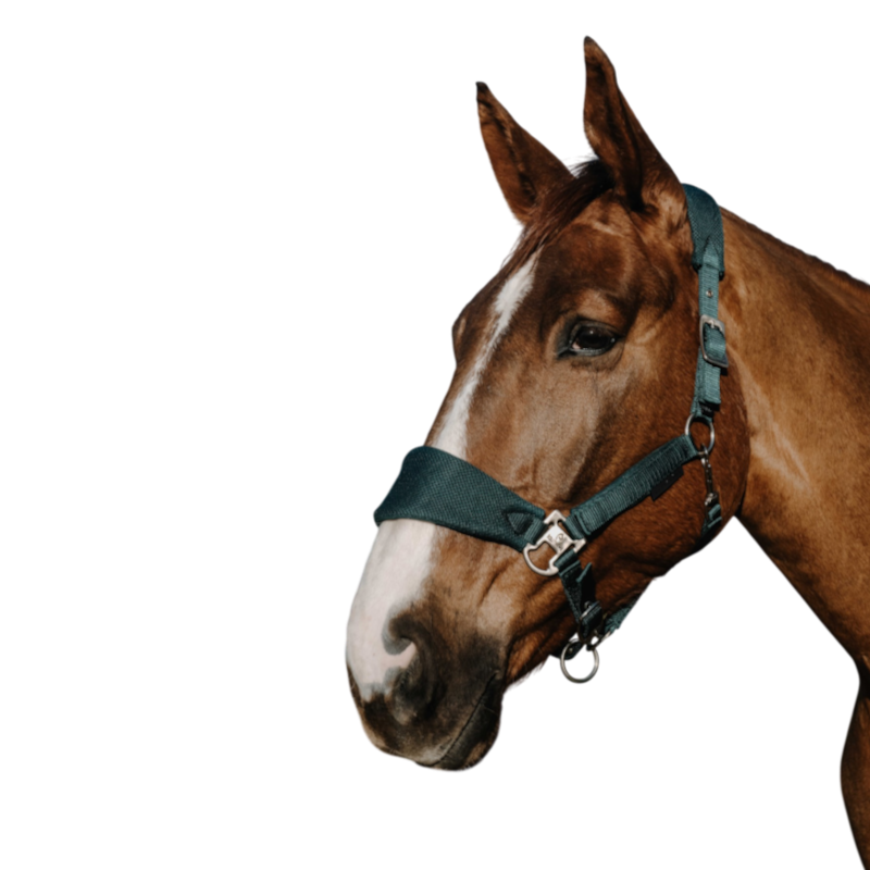 Equithème - Licol Breeze vert foncé