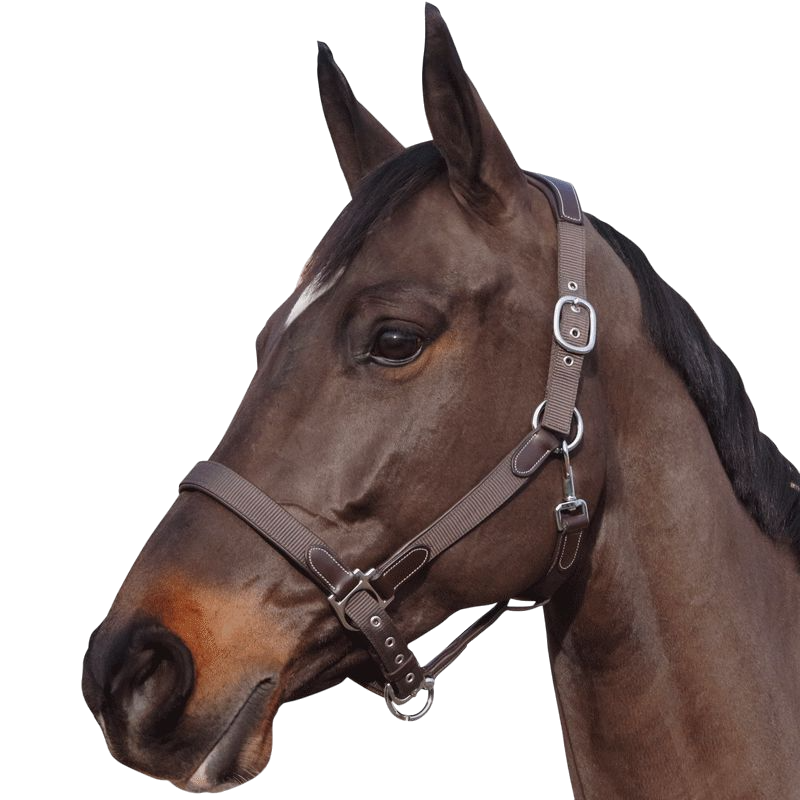 Flags & Cup - Licol nylon et cuir marron | - Ohlala