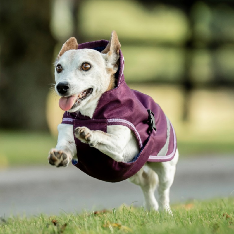 Bucas - Couverture pour chien Freedom blackberry