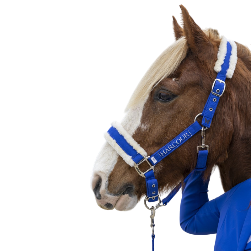 Harcour - Licol et longe Teschic bleu électrique | - Ohlala