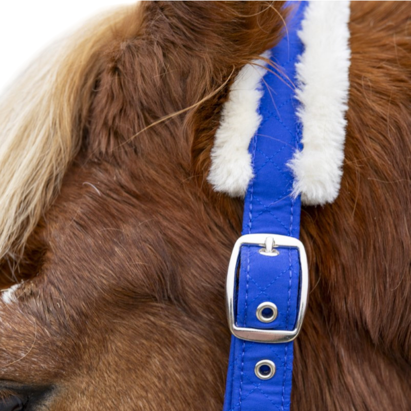 Harcour - Licol et longe Teschic bleu électrique | - Ohlala