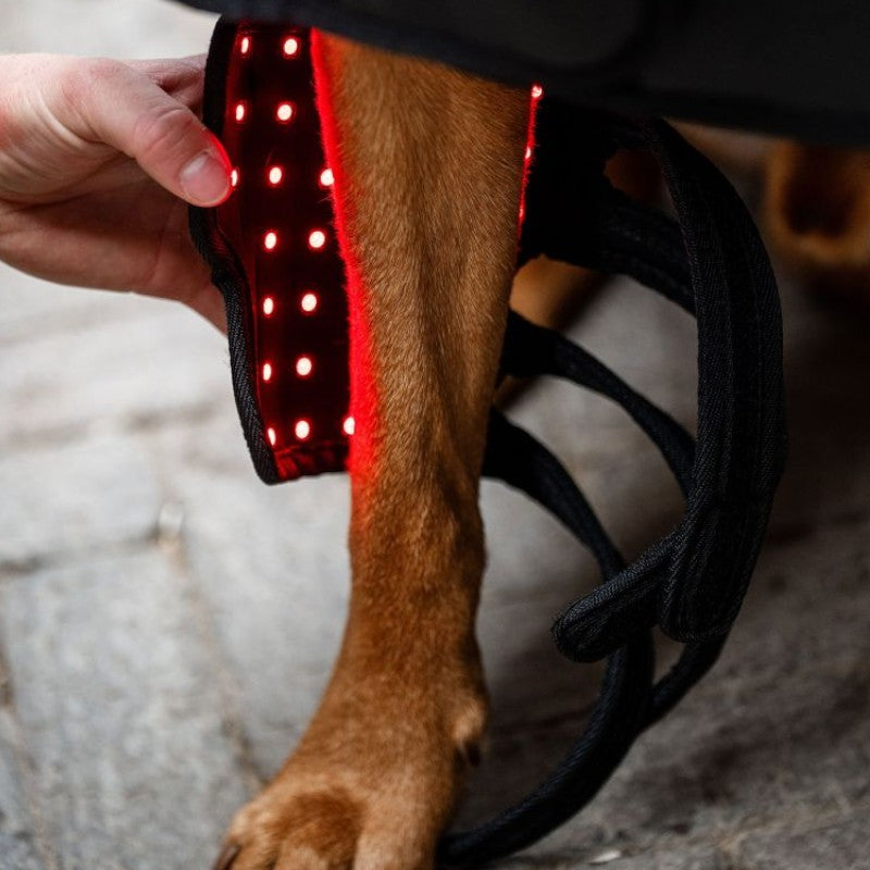 Horseware - Guêtres thérapeutiques pour chien Lumière rouge LED | - Ohlala