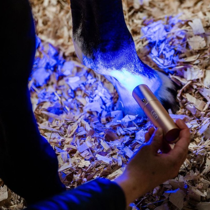 Horseware - Lampe thérapie lumière rouge LED | - Ohlala