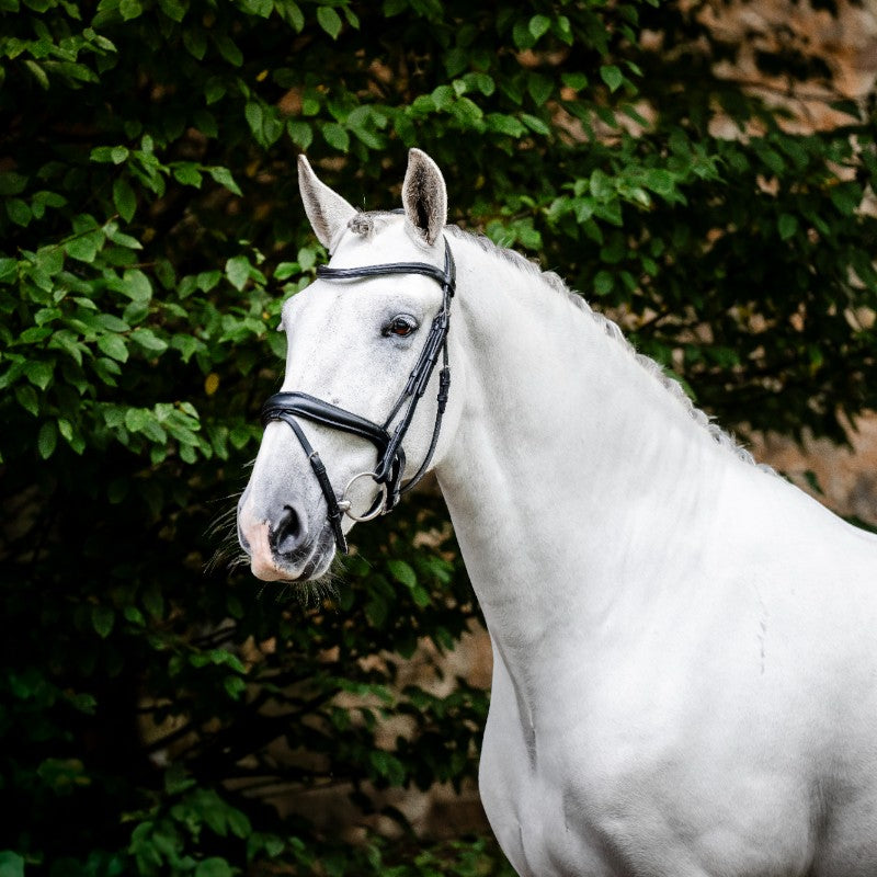 Horseware - Bridon Dressage Flash noir | - Ohlala