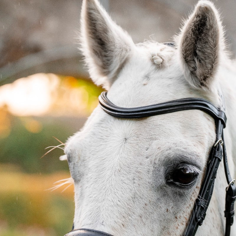 Horseware - Bridon Dressage Pony Flash noir | - Ohlala