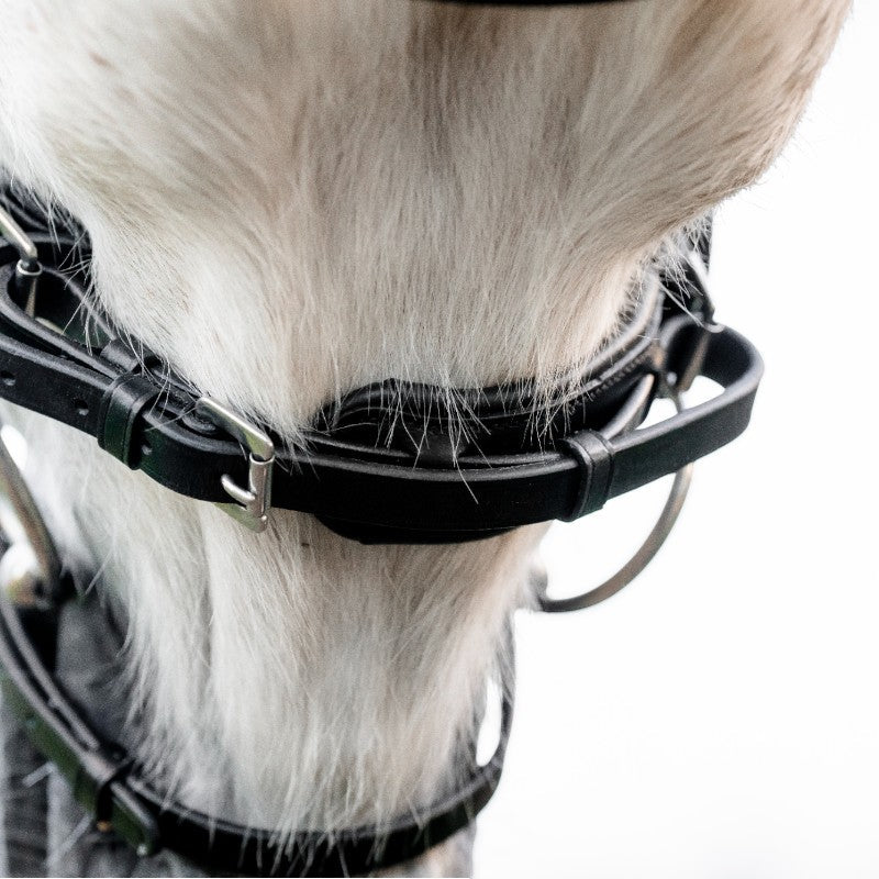 Horseware - Bridon Dressage Pony Flash noir | - Ohlala