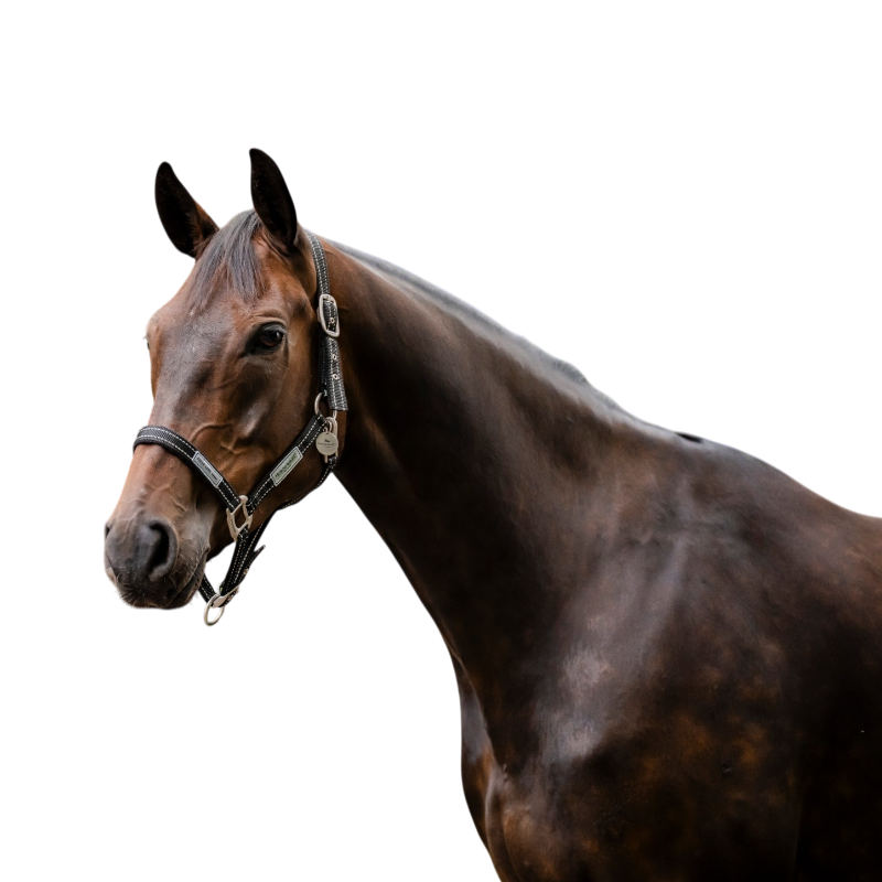 Horseware - Licol de sécurité FieldSafe noir/ reflective