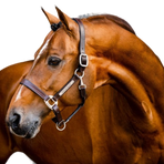 Horseware - Signature leren halster bruin | - Ohlala