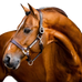 Horseware - Signature leren halster bruin | - Ohlala