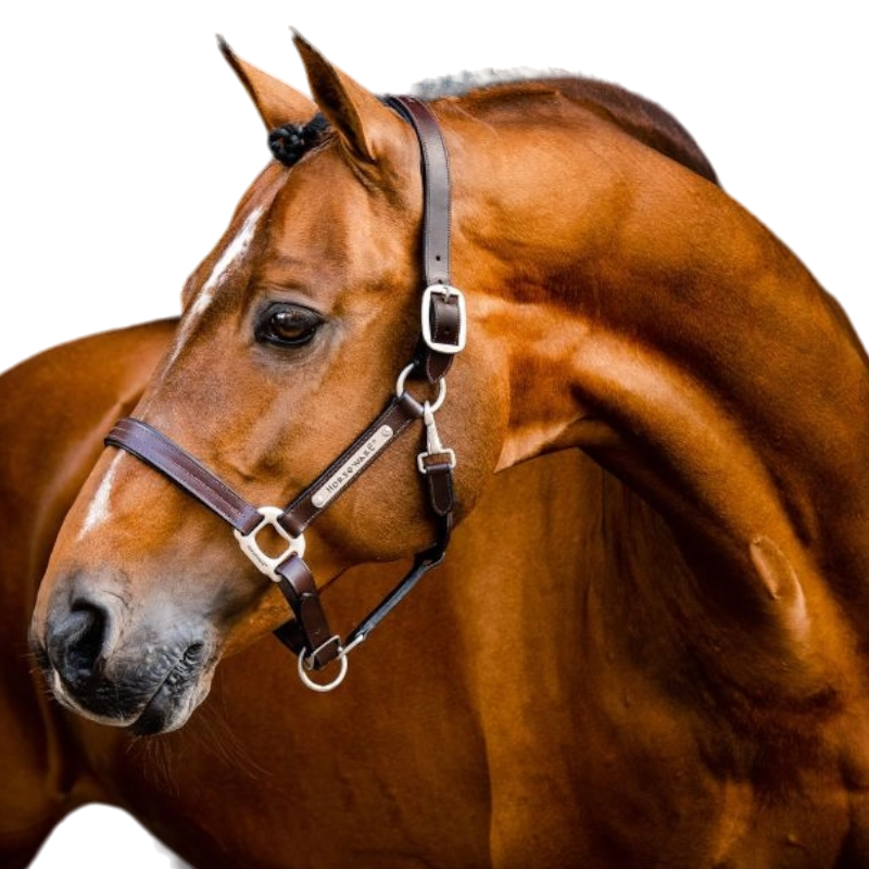 Horseware - Licol en cuir Signature marron | - Ohlala