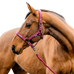 Horseware - Halster en longe Amigo mulberry | - Ohlala
