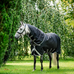Horseware - Amigo Bravo Plus Turnout buitendeken zwart/ titanium grey/ zilver 100g | - Ohlala