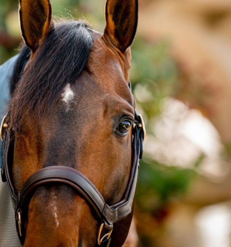 Horseware - Licol en cuir Rambo Micklem havane