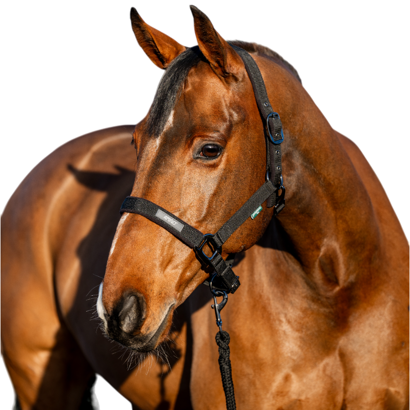 Horseware - Licol et longe Amigo noir | - Ohlala