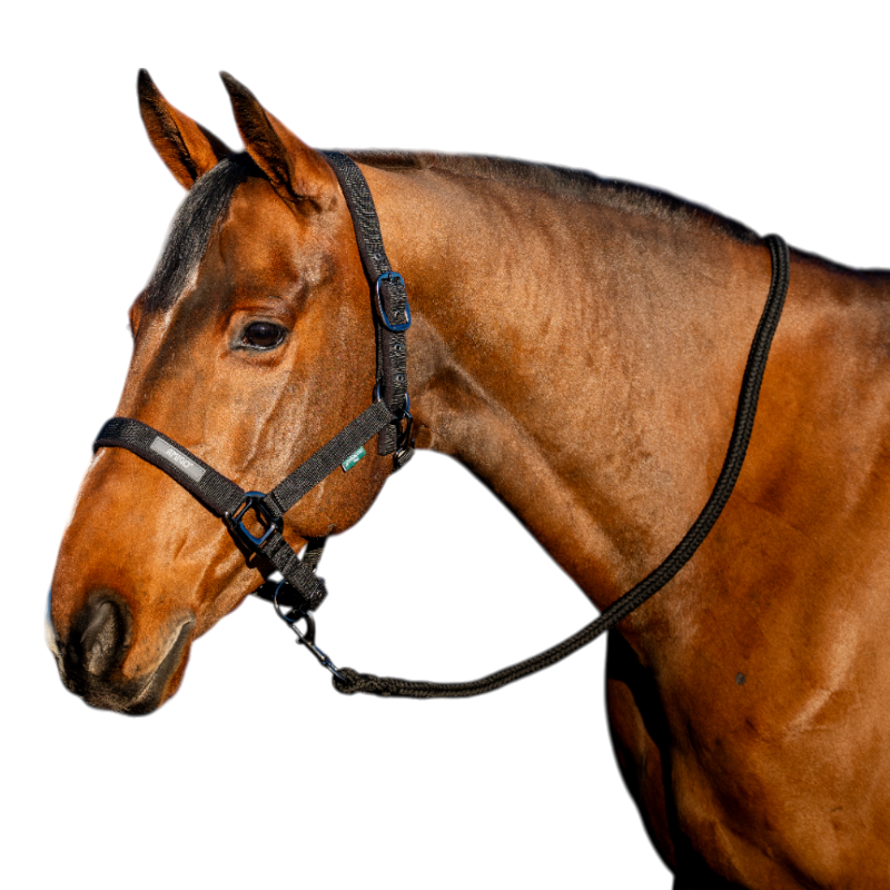 Horseware - Licol et longe Amigo noir | - Ohlala