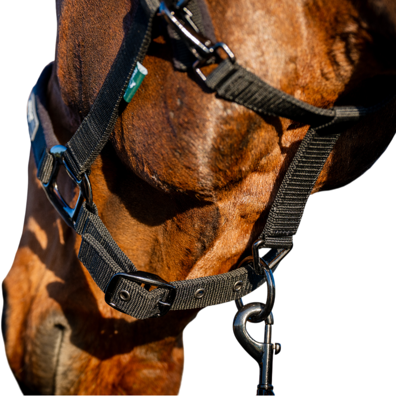 Horseware - Licol et longe Amigo noir | - Ohlala