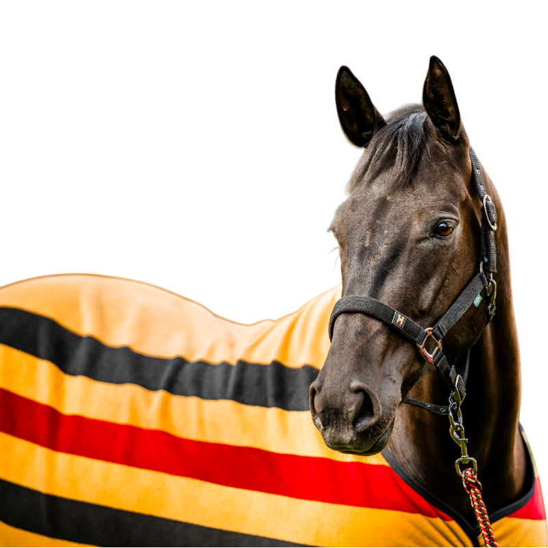 Horseware - Licol et longe Newmarket witney gold