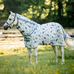 Horseware - Vliegendeken Amigo Bug Rug Plus Pony dragonfly print/ zilver/ blauw/ salie | - Ohlala