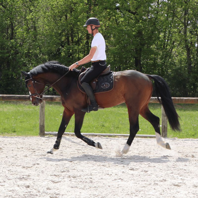 Jump'In - Paardenstomp vilt Zwart / Hazelnoot | - Ohlala