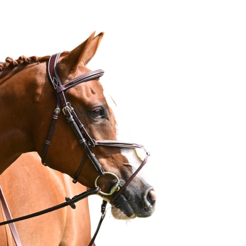 Jump'In - Bridon Tuesday muserolle croisée collection Week havane | - Ohlala