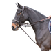Jump'In - Rênes allemandes en cuir plat Week havane | - Ohlala